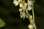 Fringed black bindweed